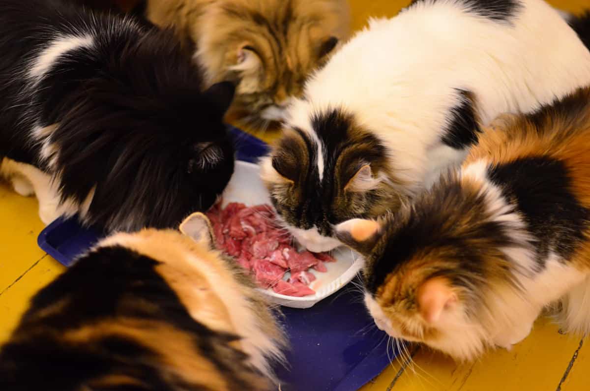 Comida BARF gatos