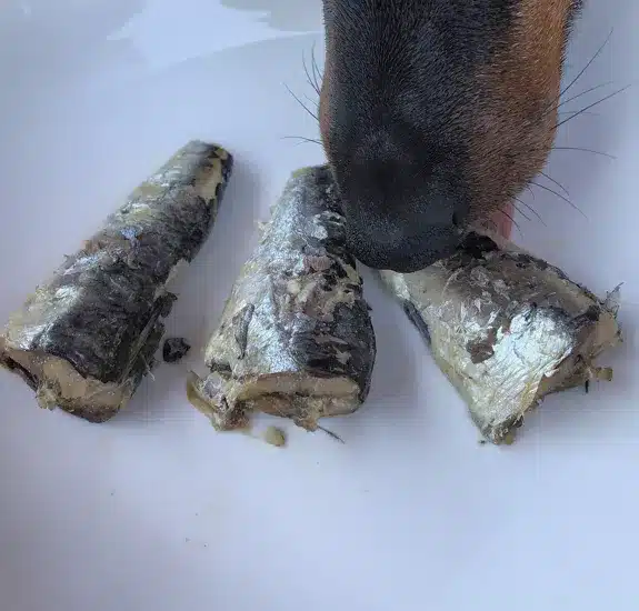 Sardina al Natural - Canumi