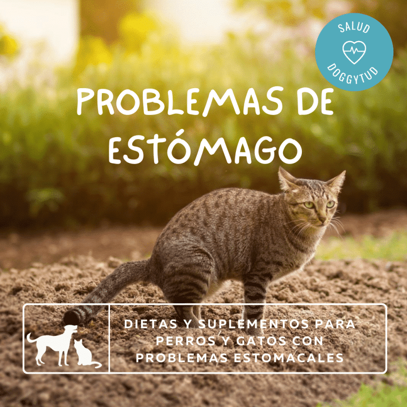 Problemas digestivos