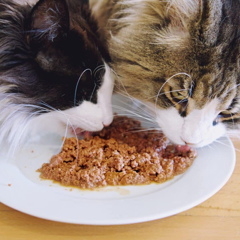 Comida Cocinada Gatos