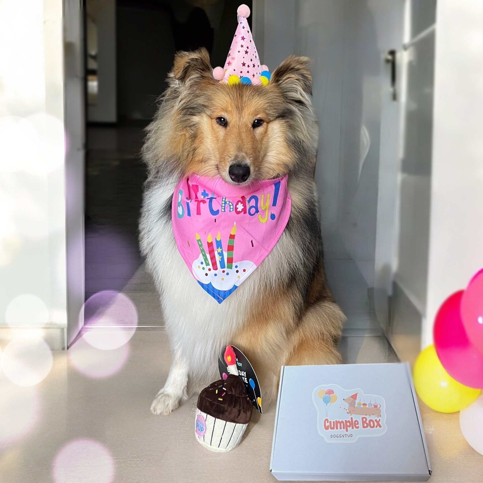 Cumple Box Caja de cumpleaños para perros
