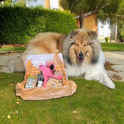 anakin caja regalo cachorros