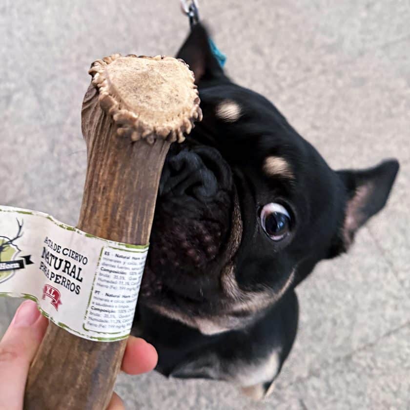 asta ciervo entera XL para perros