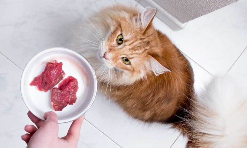 comida barf para gatos