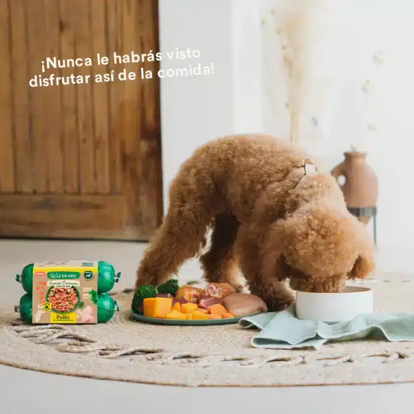 perro comiendo menu cocinado de pollo wild balance