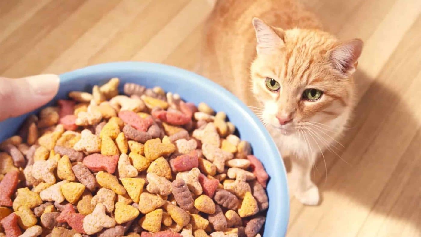 Pienso para gatos barato
