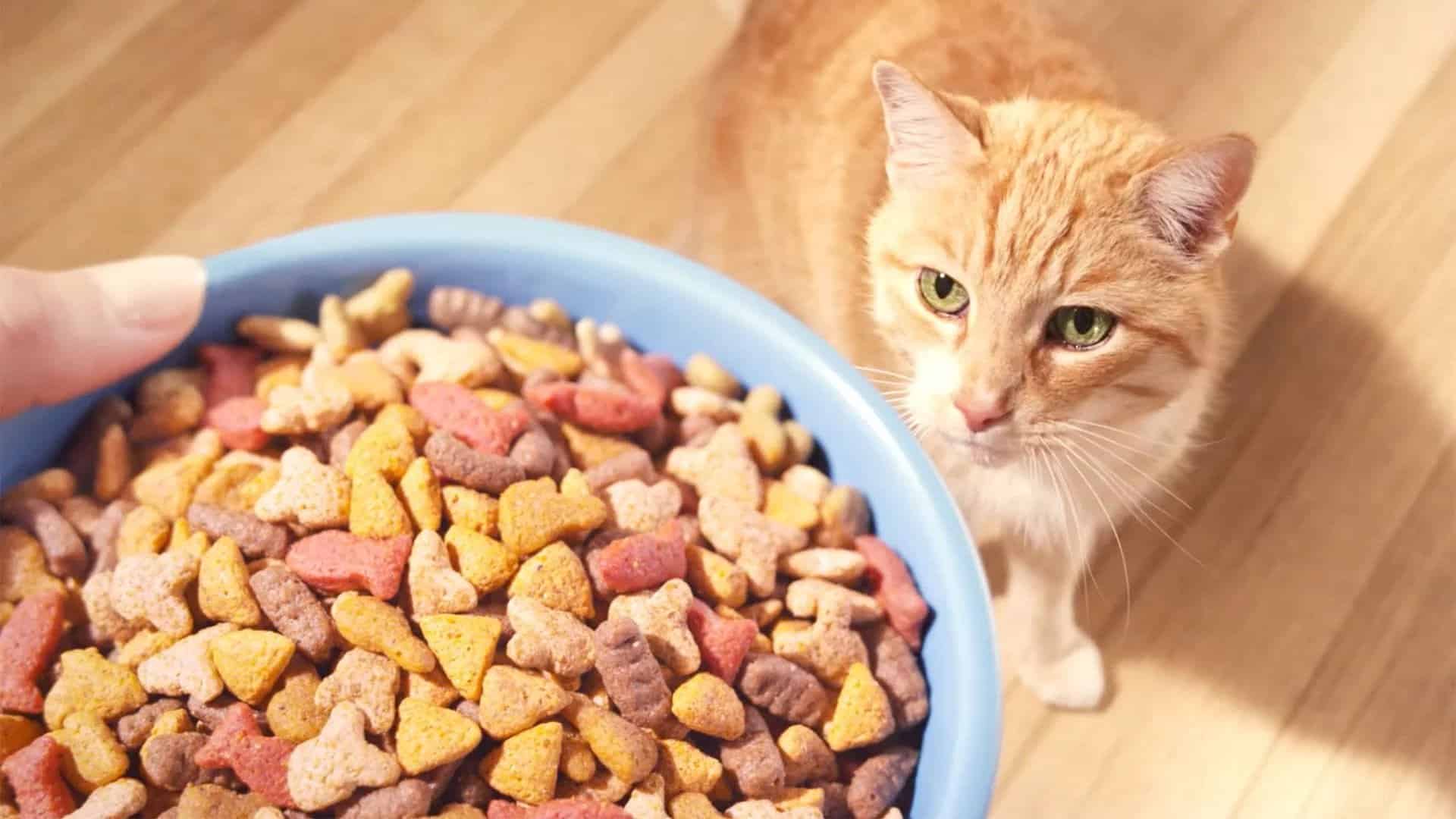 Pienso para gatos barato
