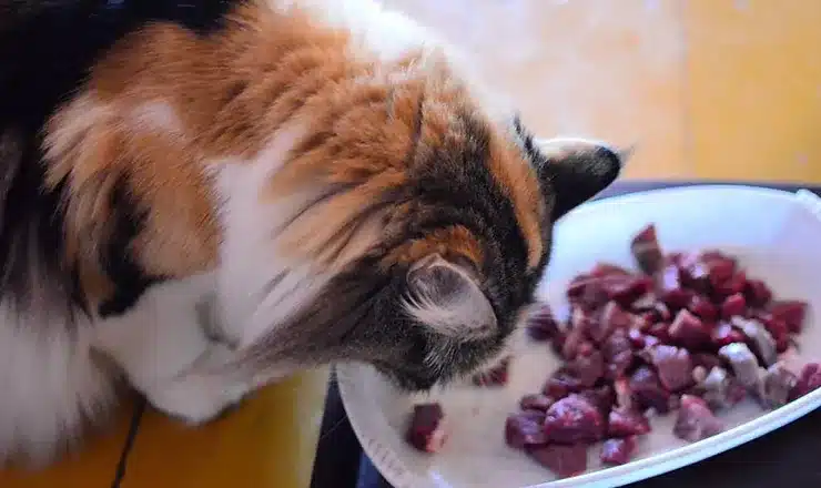 dieta BARF para gatos