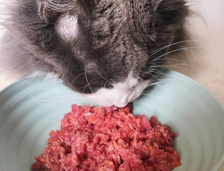 Dieta BARF para gatos Alimentación natural