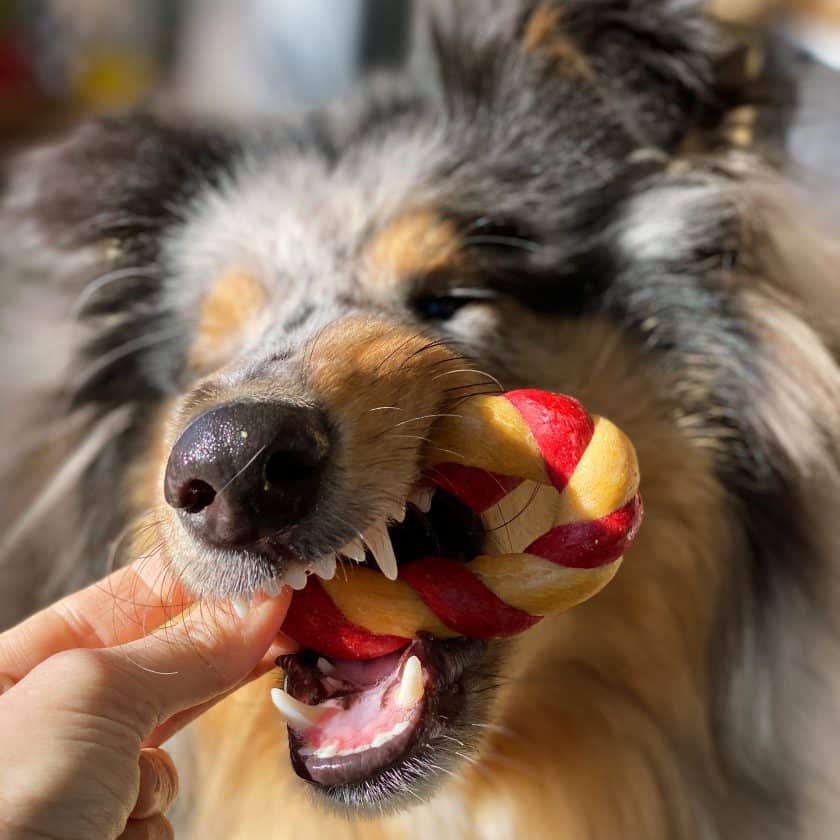 Galletas para perros