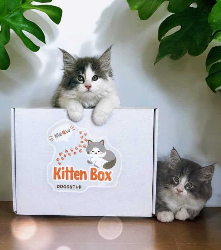 Gatitos kitten box