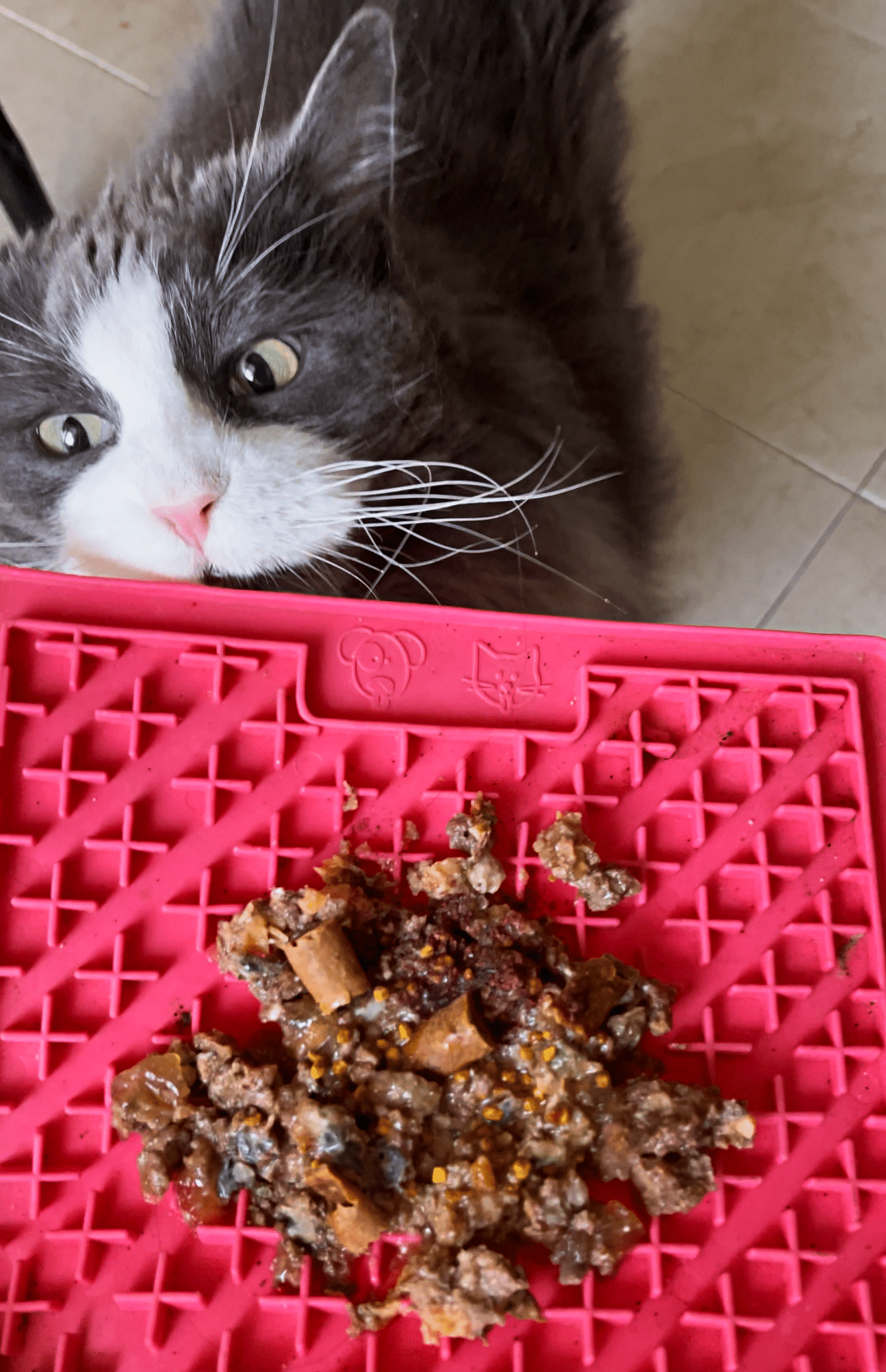 Gata esperando su comida natural con suplementos para gatos