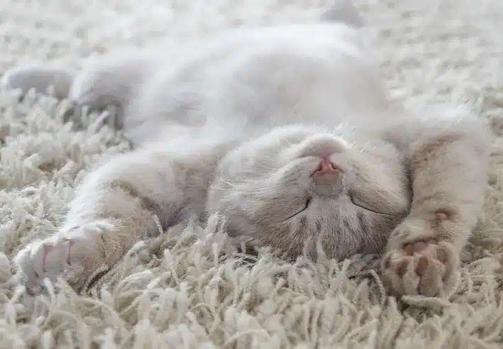 gato durmiendo feliz