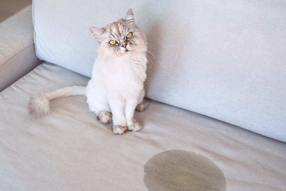 Problemas urinarios de gatos que pueden reducirse o solucionarse con la ayuda de los suplementos para gatos