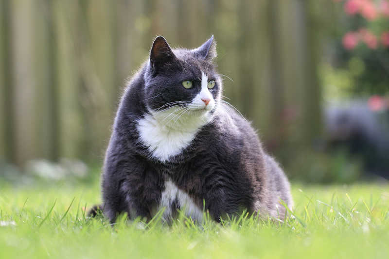 Comida BARF gatos