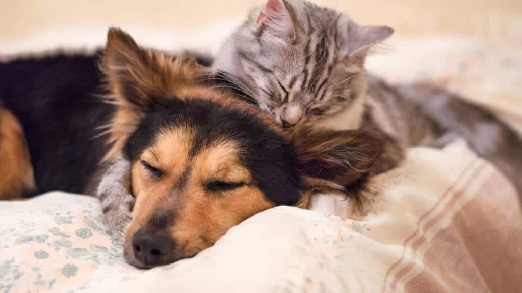 Proporciona a tu perro y gato los cuidados que necesitan para ser nuestros compañeros felices y saludables durante muchos años.