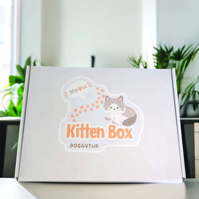 Caja regalo para gatitos, Kitten Box