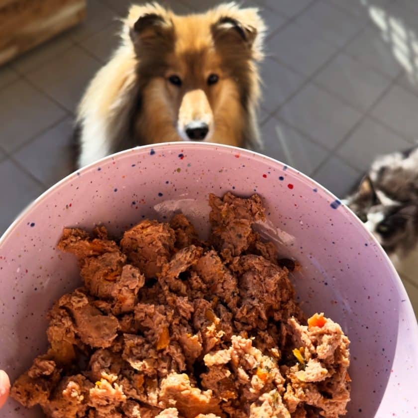 lata cocinada pavo perros