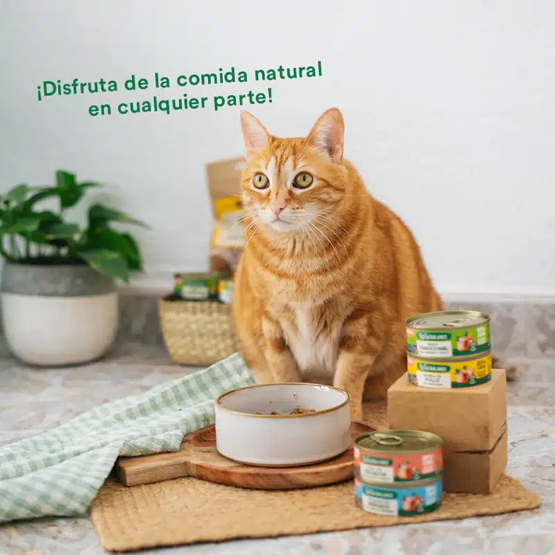 Alimentación natural para perros y gatos Las Recetas del Chef- Lata de Cazuela de Pollo para gatos