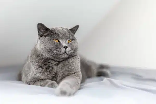 mejor pienso para gatos british