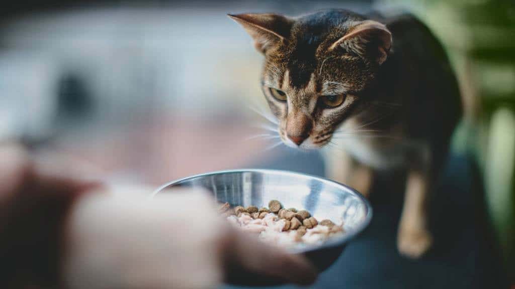 El mejor pienso para gatos
