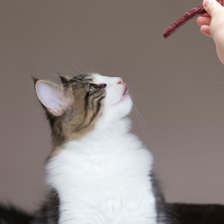 Snacks para gatos
