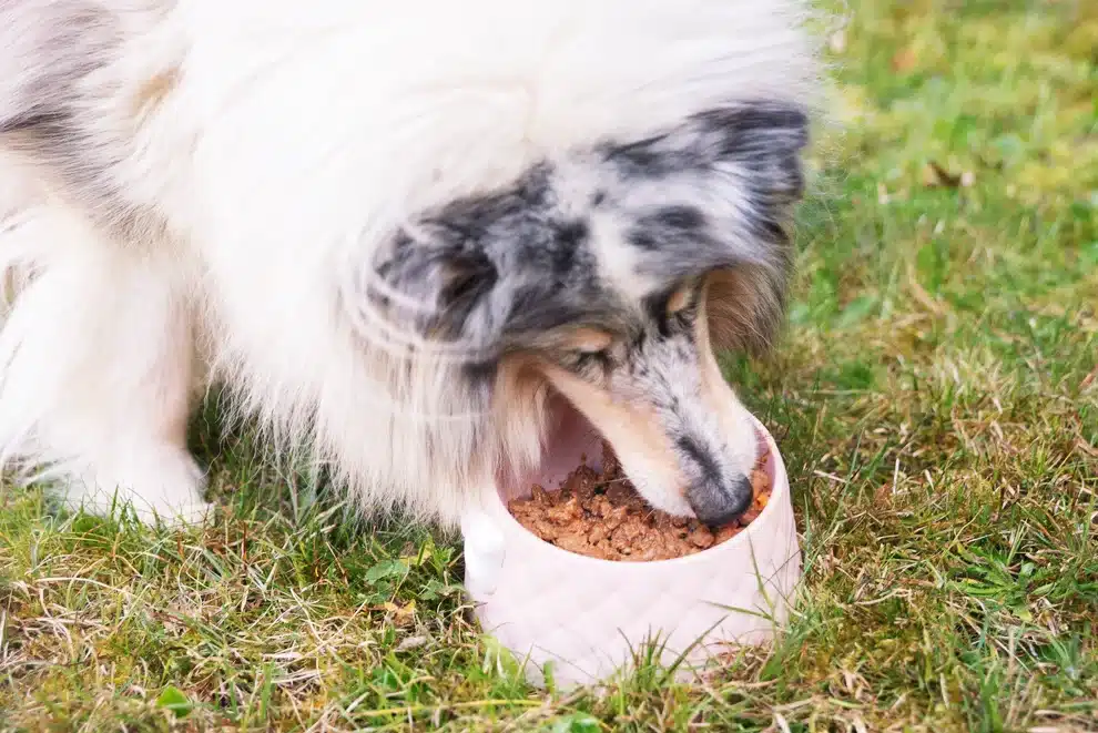 comida cocinada para perros