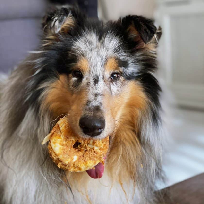 Snacks para perros