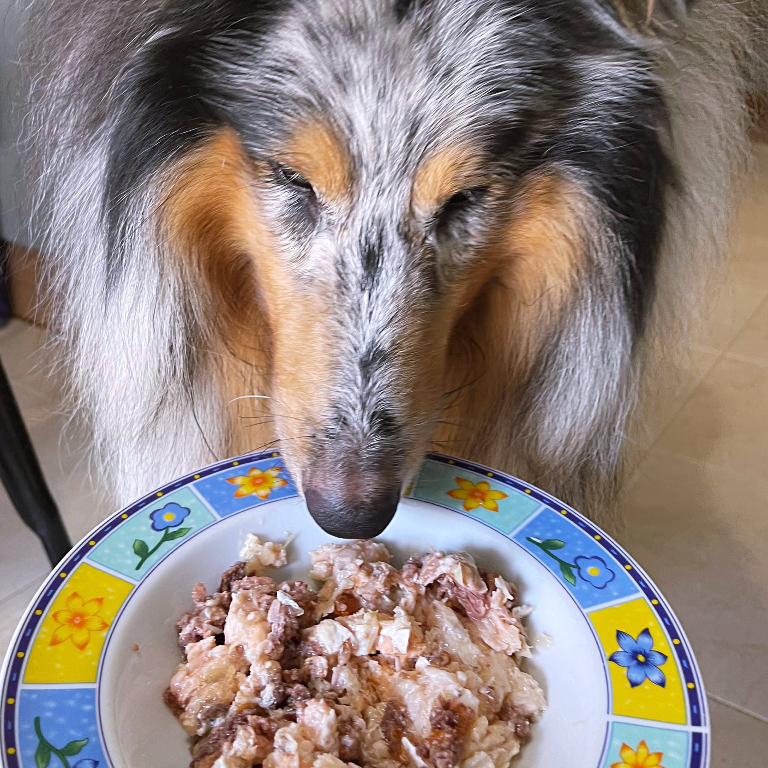 Lata de Pollo cocinado para perros