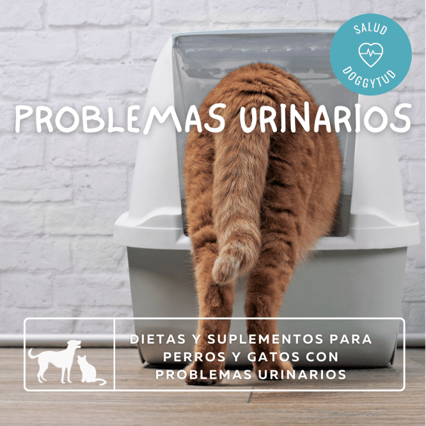 Problemas Urinarios