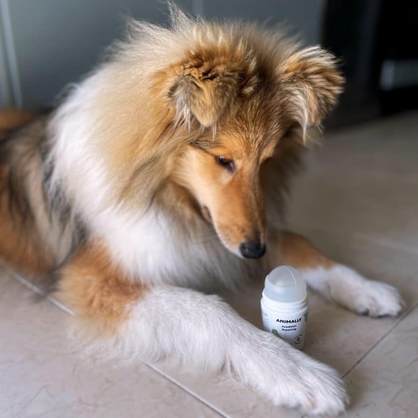 Reparador almohadillas de perros y gatos con propiedades regeneradoras (Aloe vera, Extracto Caléndula y vit. E)
