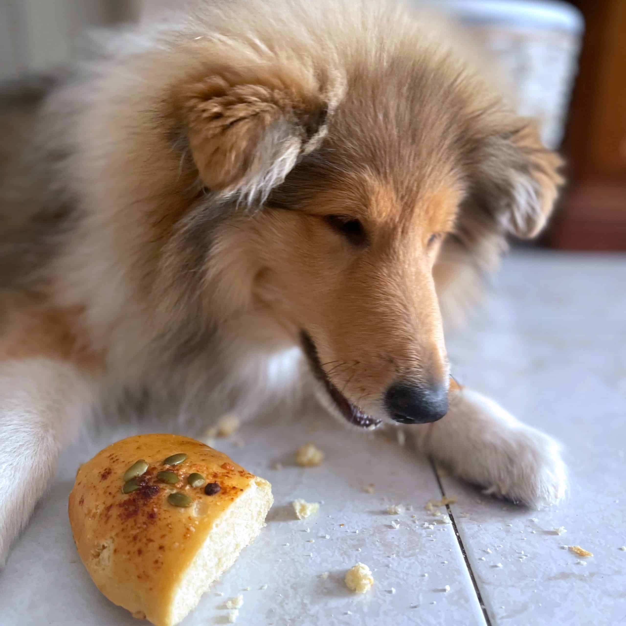Alimentación natural para perros y gatos cachorro comiendo roscon reyes