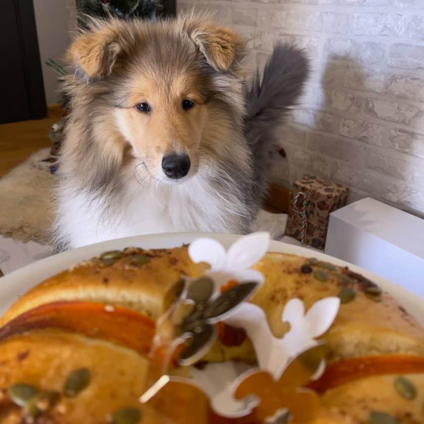 Perro mirando el roscón de reyes