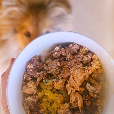 Cachorro con comida cocinada diaria y Suplemento de Calabaza.