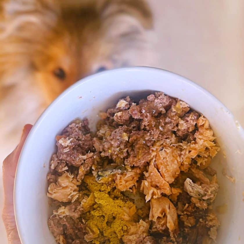 Cachorro con comida cocinada diaria y Suplemento de Calabaza.