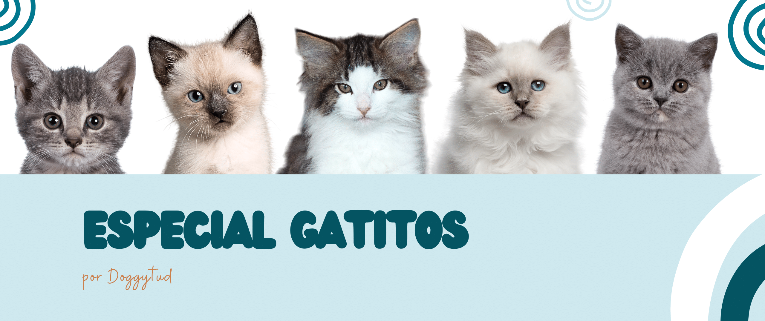 Productos Especial para gatitos, tienda de comida natural para gatitos. kitten food.