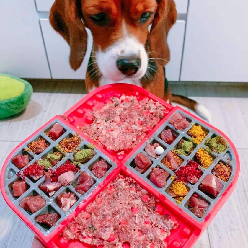 LickiMat® Slomo perro