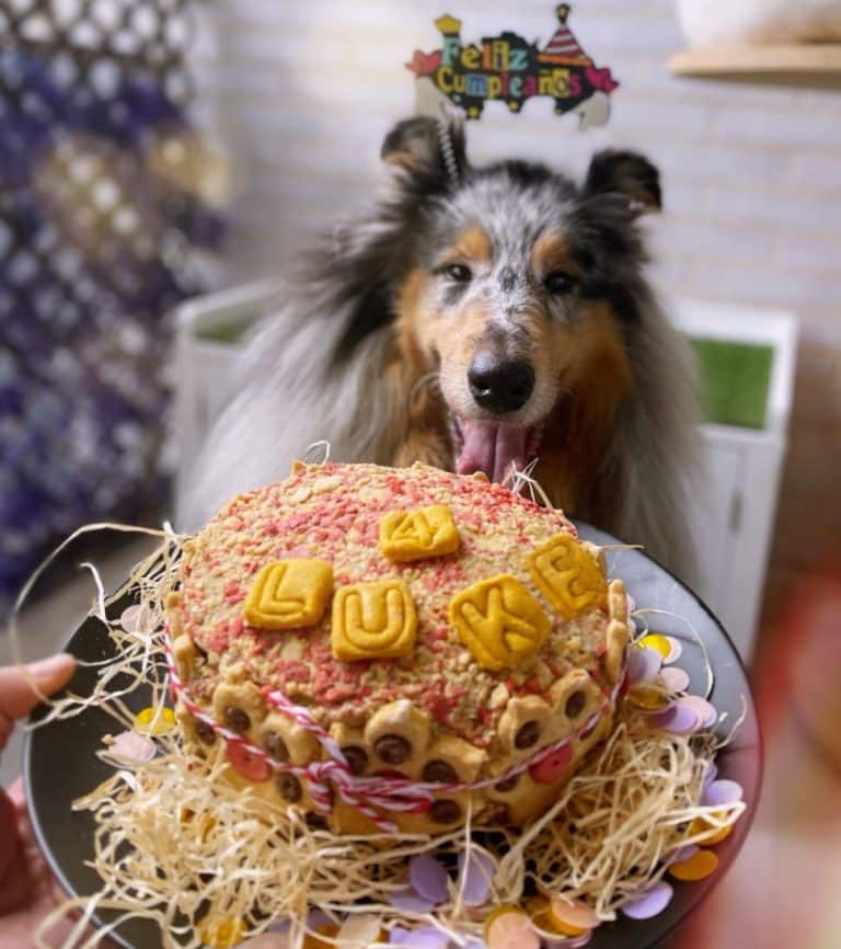 Tarta para perros