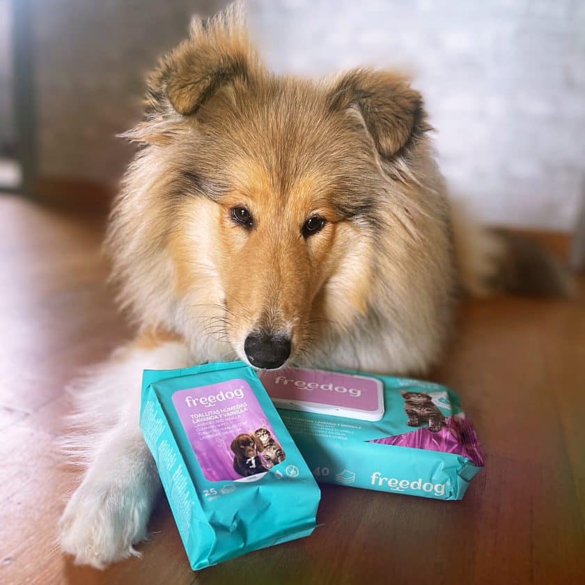 Cachorro de Collie con Toallitas Húmedas Freedog