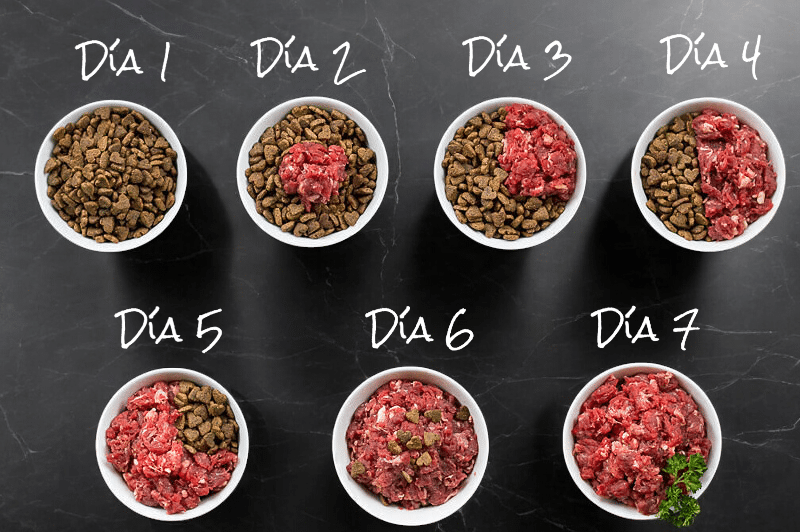 transicion a dieta barf para gatos