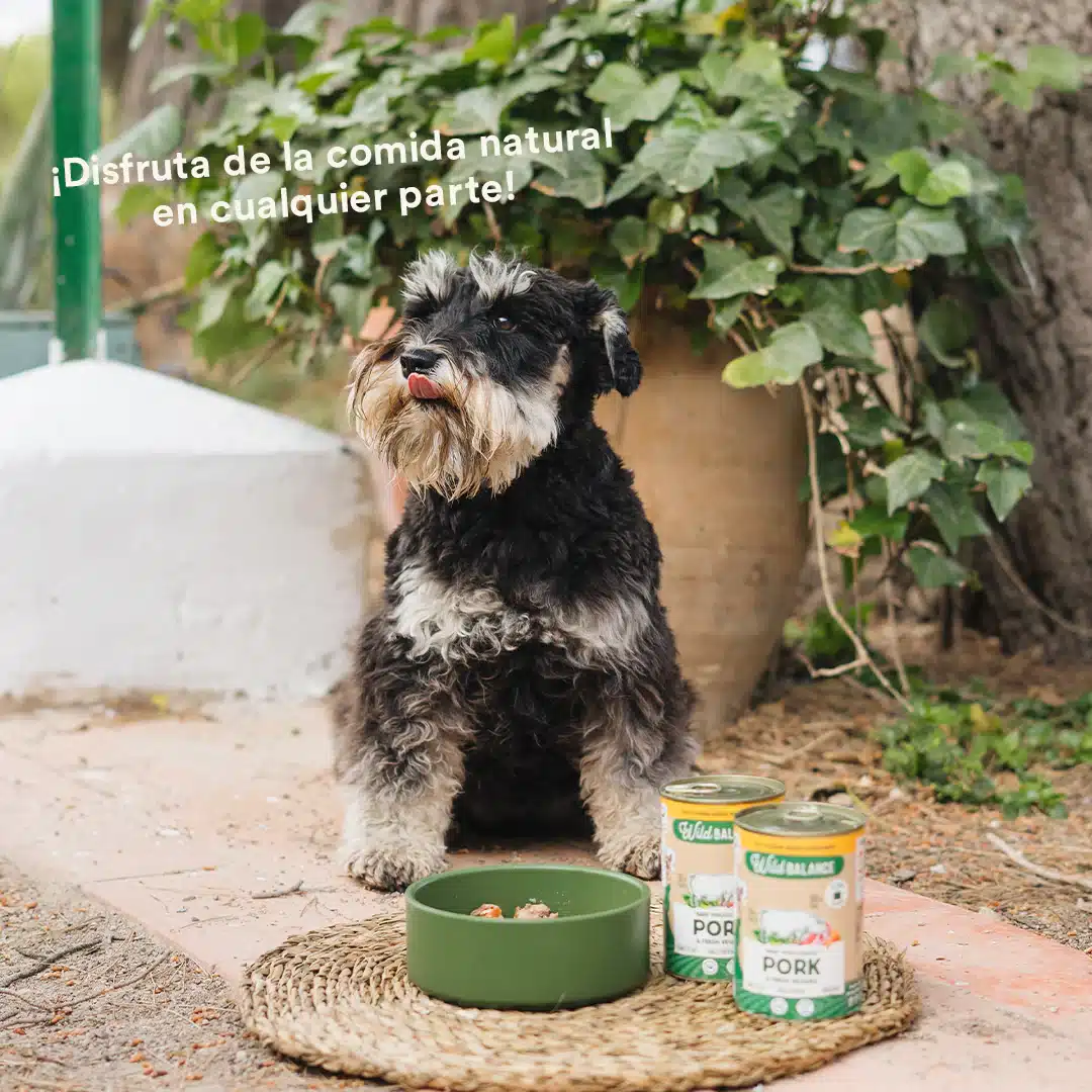 Lata de cerdo para perros