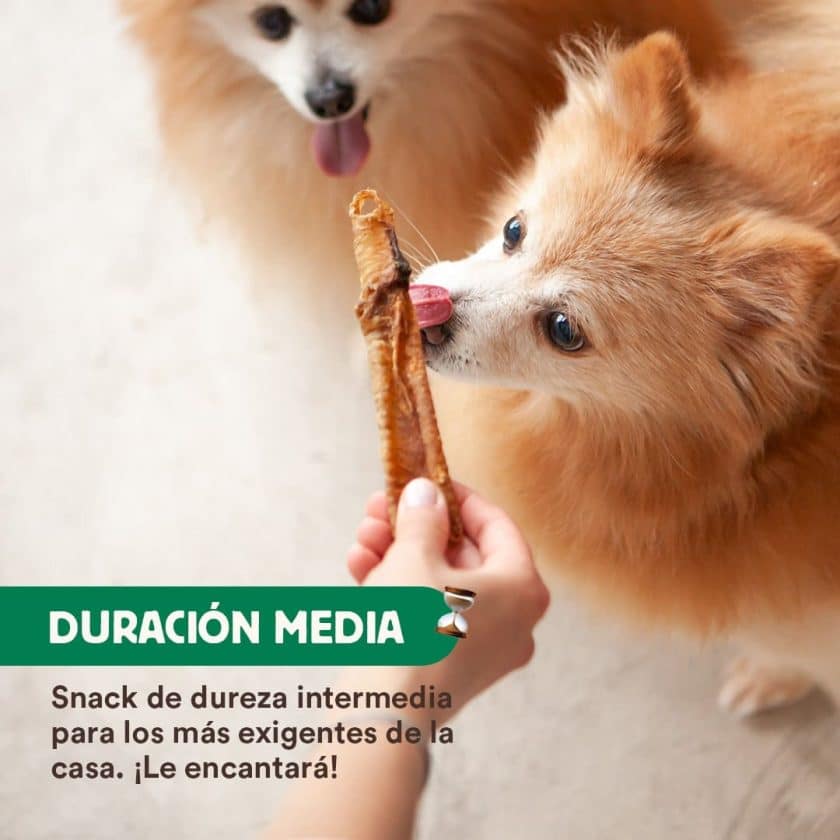 Pomeranias comiendo Tráqueas de Cordero
