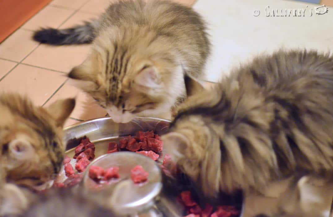 Comida BARF gatos