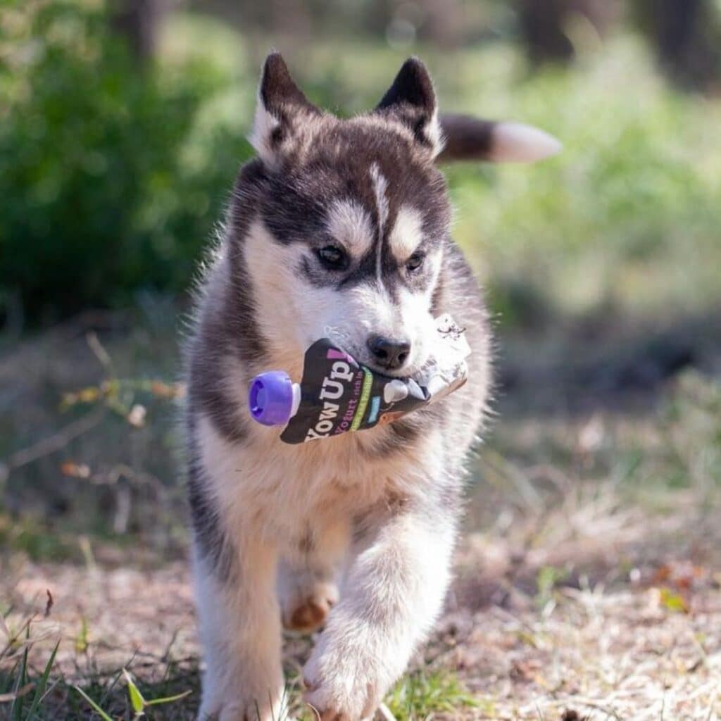 Yogur Natural para perros y cachorros yow-up